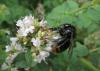 Bombus lapidarius